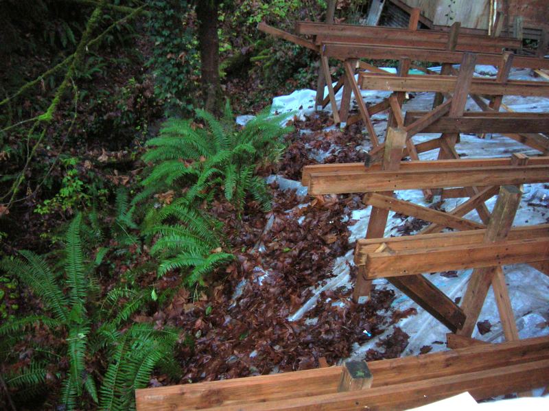 the deck framing standing above the fern covered drop into the ravine