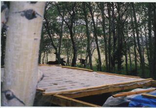two moose standing beside the cabin floor deck