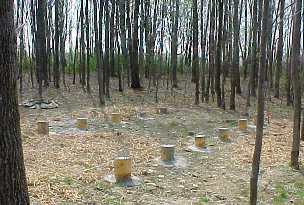rows of finished concrete piers with their cardboard forming tubes still on, standing in a cleared hardwood woodlot